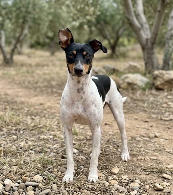 Perro Bodeguero en adopción: Ghandi