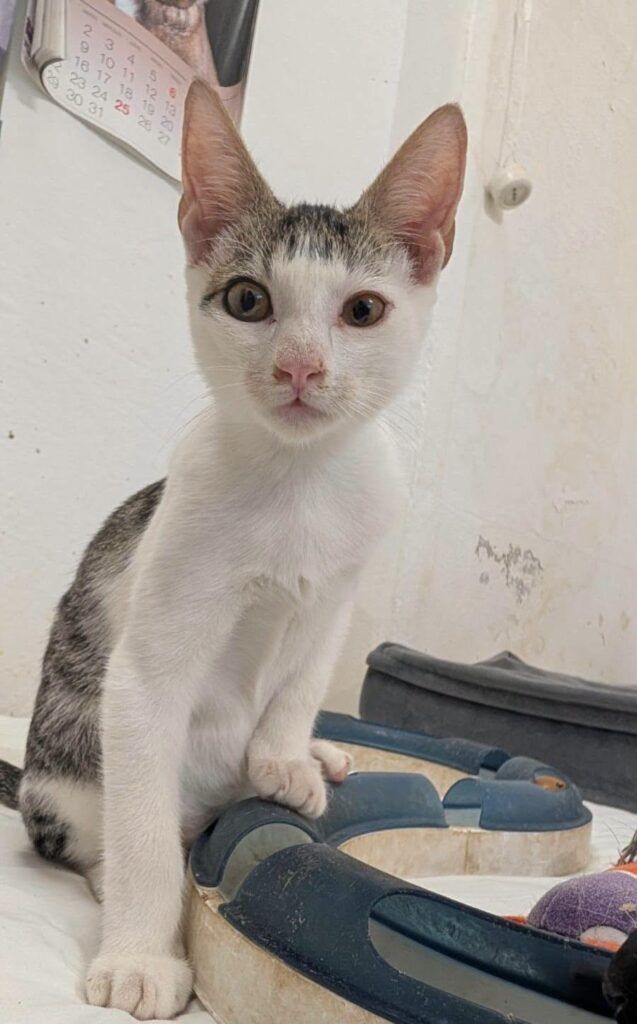 Gato Común Europeo en adopción: Dairus
