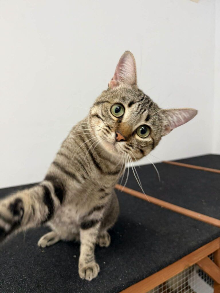 Gato Común Europeo en adopción: Dali