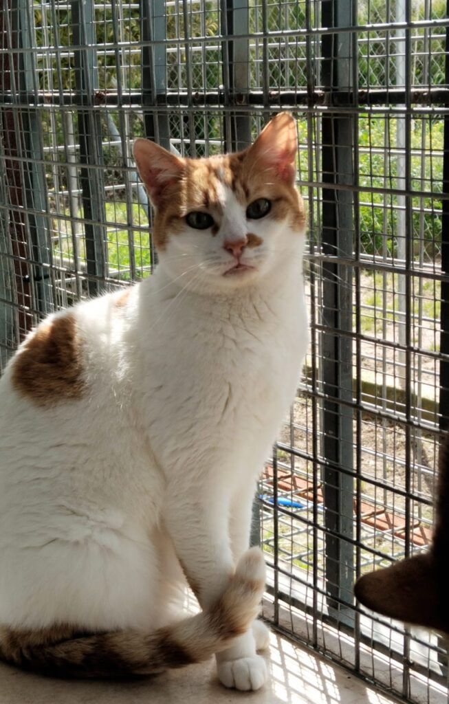 Gato Común Europeo en adopción: Dino