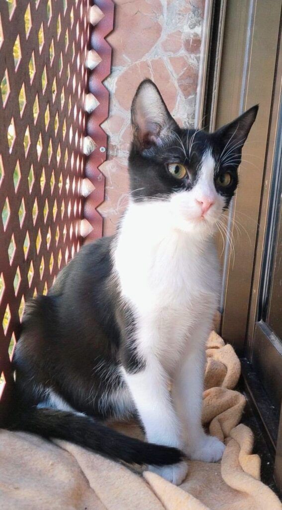 Gato Común Europeo en adopción: Dominó