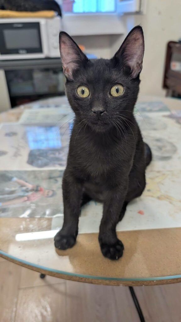 Gato Común Europeo en adopción: Erik