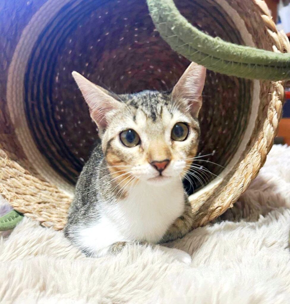 Gato Común Europeo en adopción: Gala