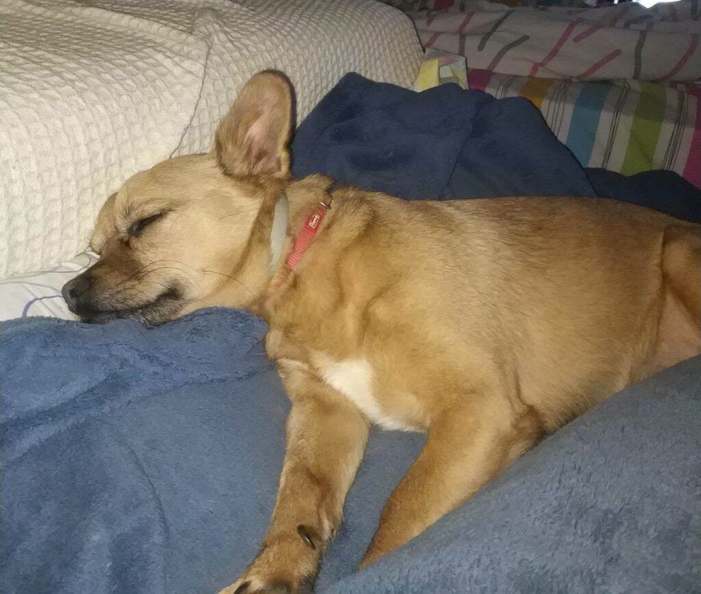 Perro Mestizo en adopción: Gufi