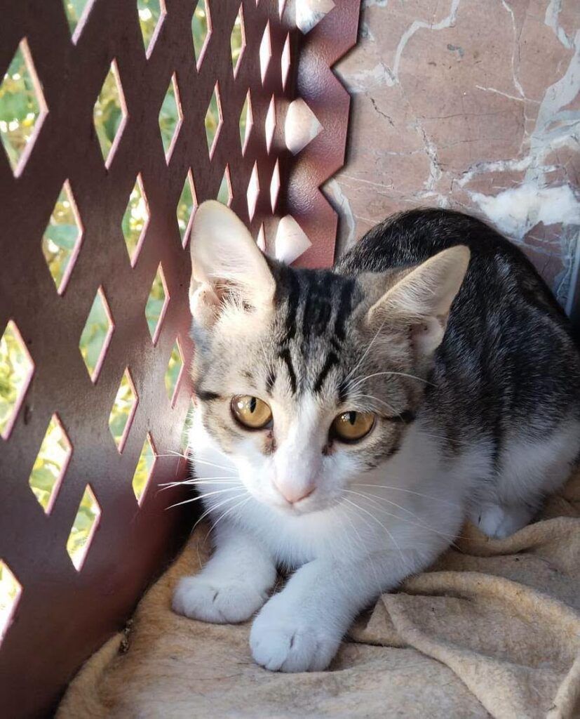 Gato Común Europeo en adopción: Ivana