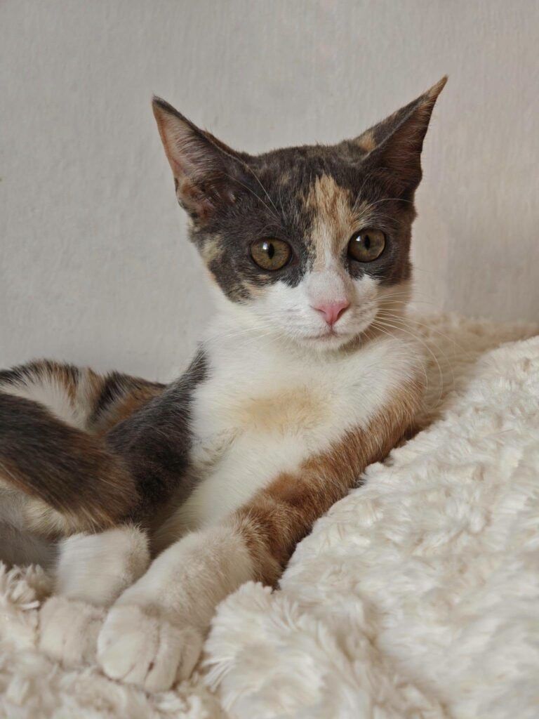 Gato Común Europeo en adopción: Jazmín