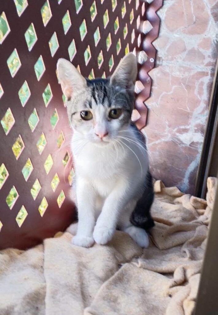 Gato Común Europeo en adopción: Jimena