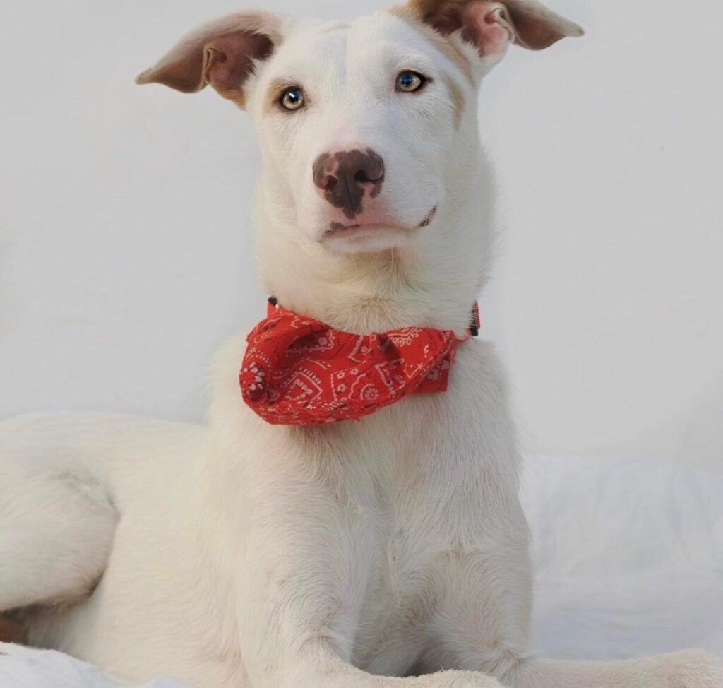 Perro Podenco en adopción: Cavill