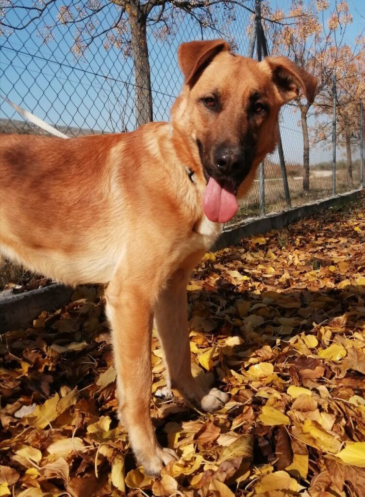 Perro Mestizo en adopción: Koke