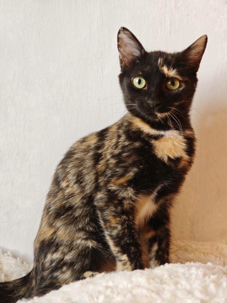 Gato Común Europeo en adopción: Lúa