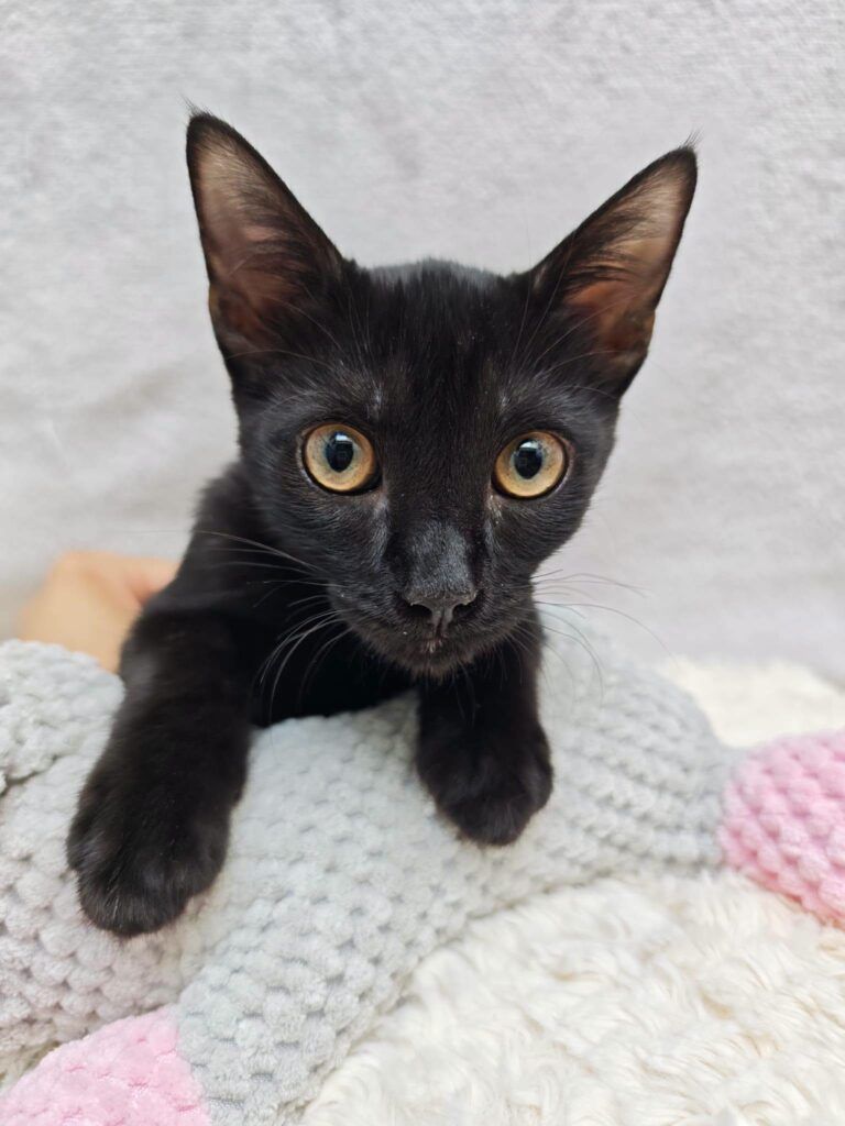 Gato Común Europeo en adopción: Nero