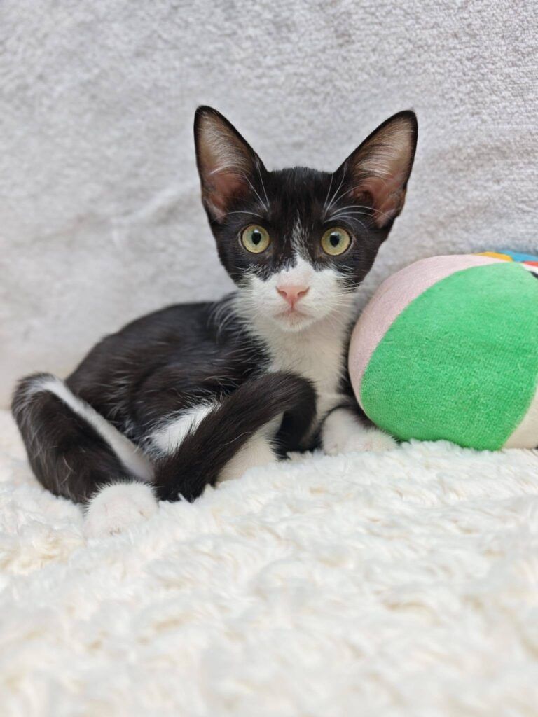 Gato Común Europeo en adopción: Oreo