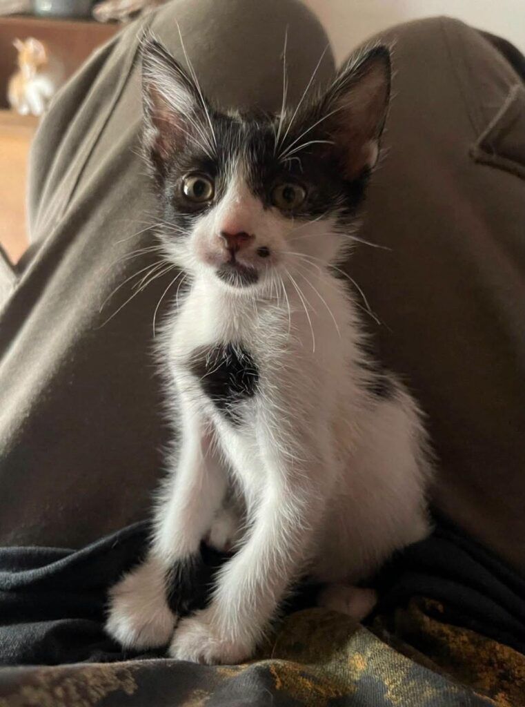 Gato Común europeo en adopción: Pantalones