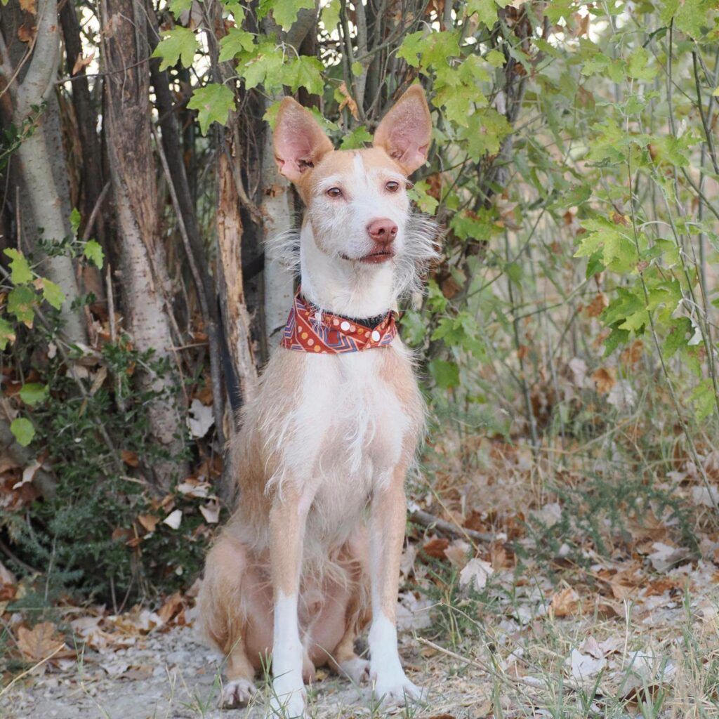 Perro Podenco en adopción: Pepe