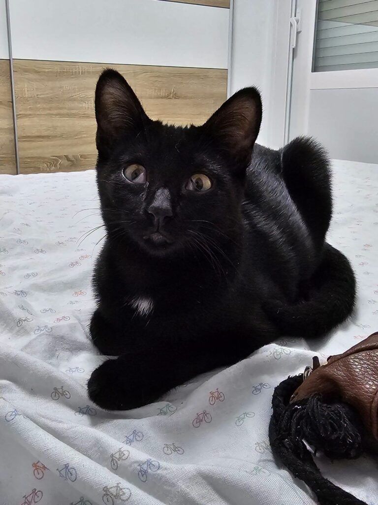 Gato Común Europeo en adopción: Runa