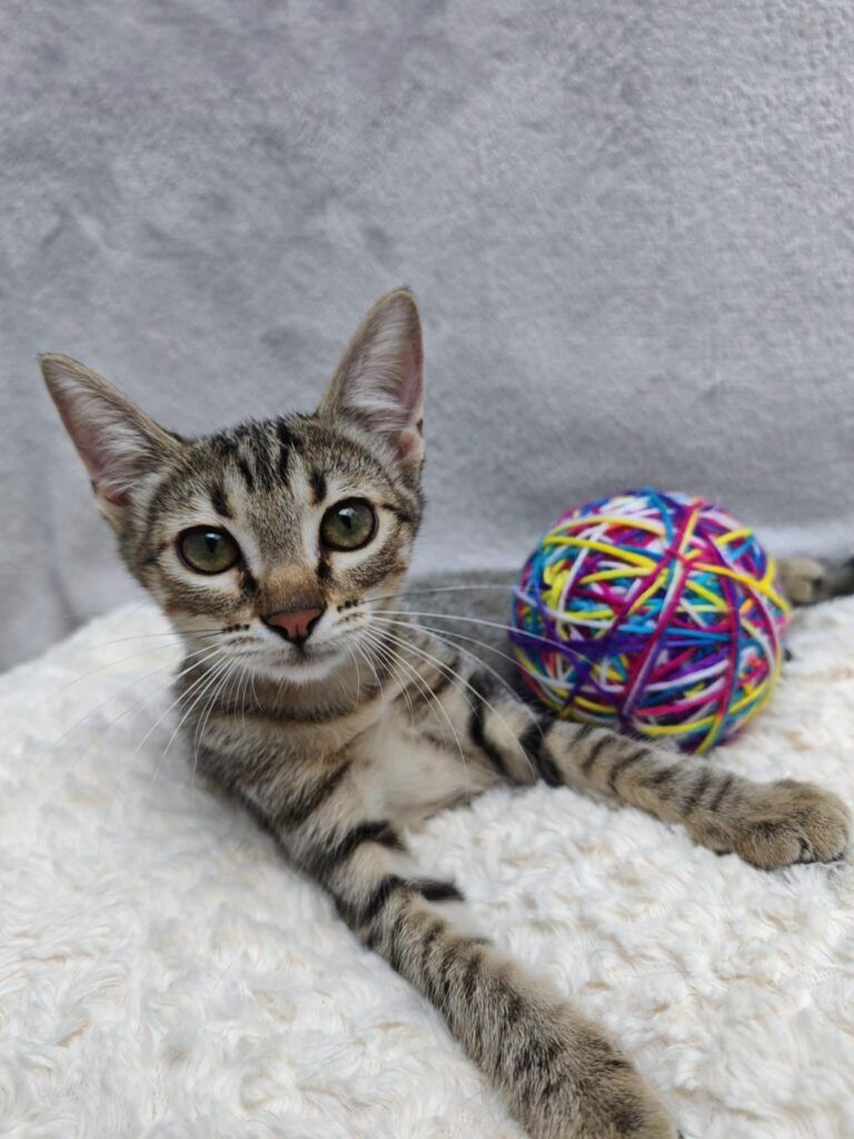 Gato Común Europeo en adopción: Saba