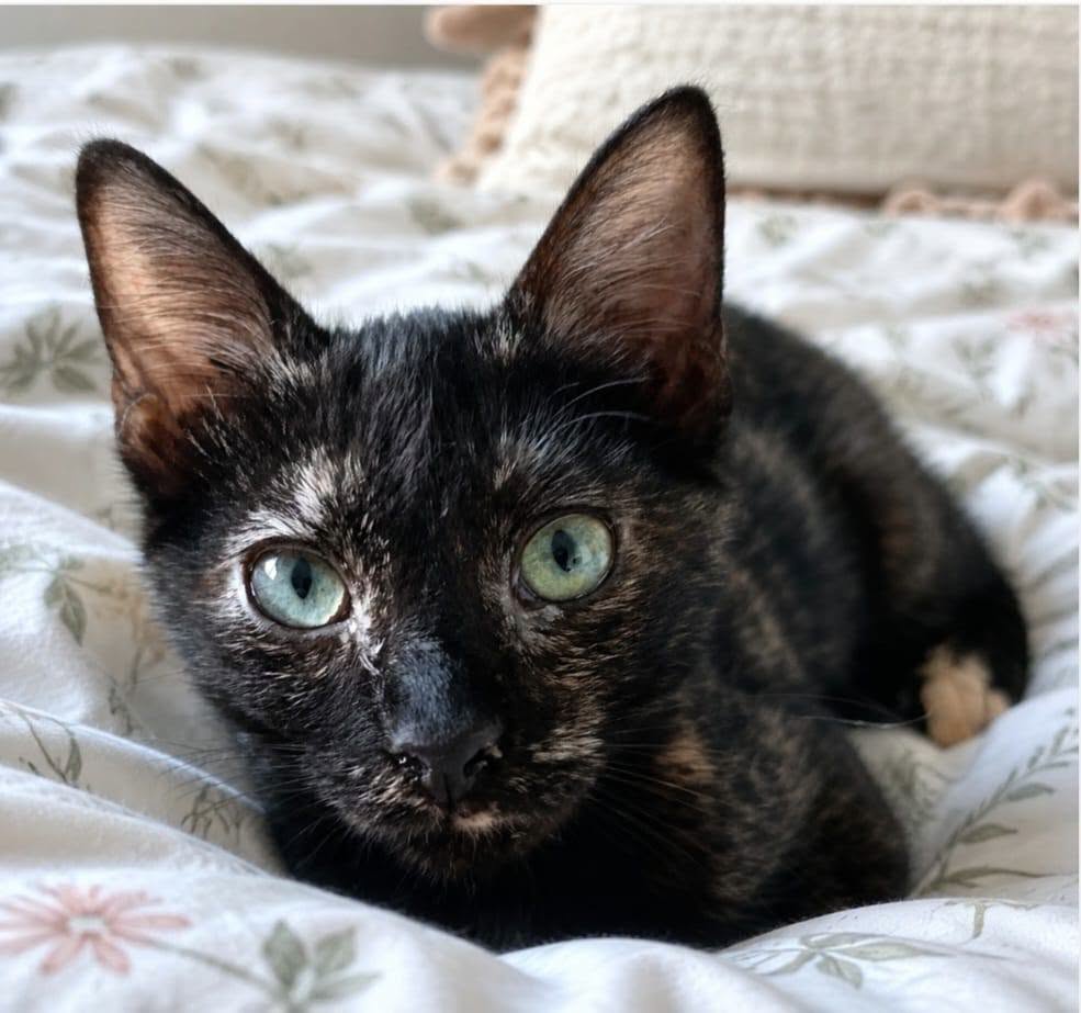 Gato Común Europeo en adopción: Sofi
