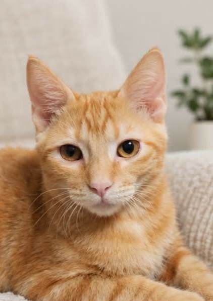 Gato Común Europeo en adopción: Thor