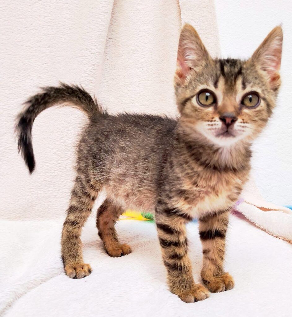 Gato Común Europeo en adopción: Tuki