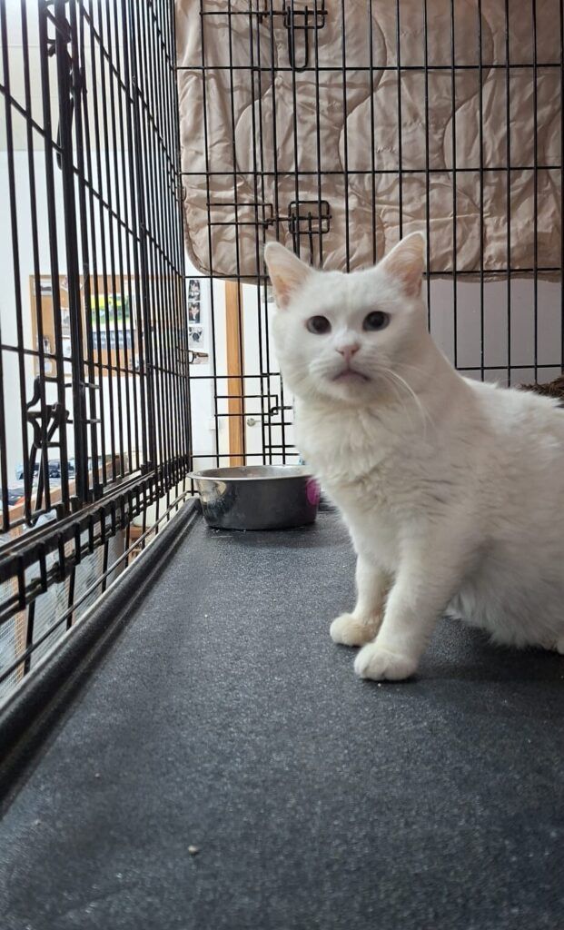 Gato Europeo Común en adopción: Falcor