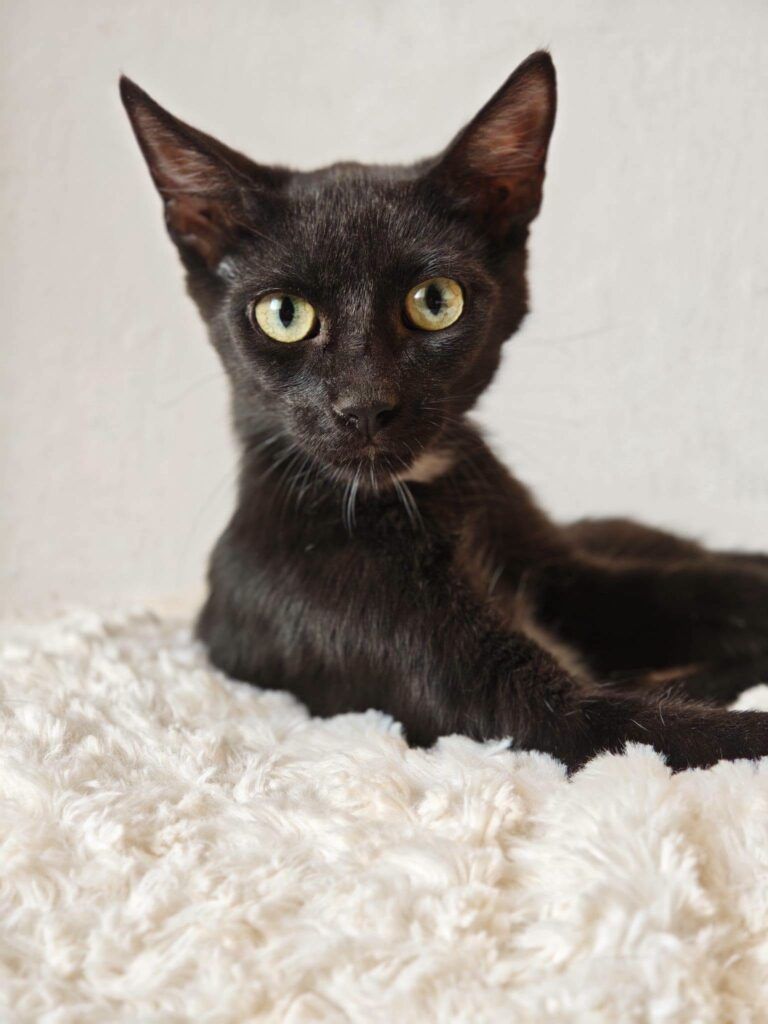 Gato Común Europeo en adopción: Vampi