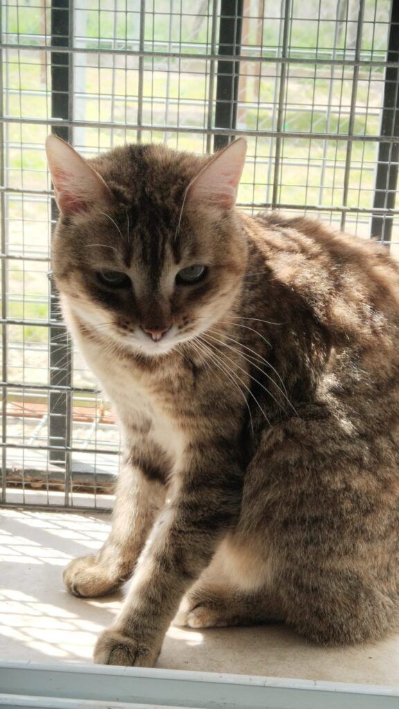 Gato Común Europeo en adopción: Verona