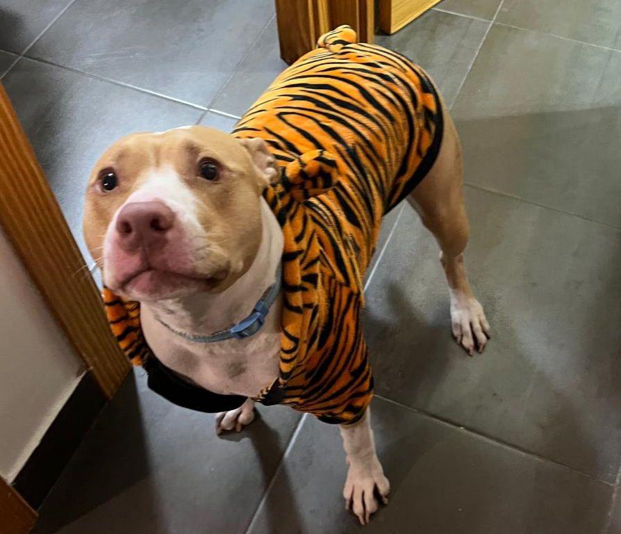 Perro American Staffordshire Terrier en adopción: Nala