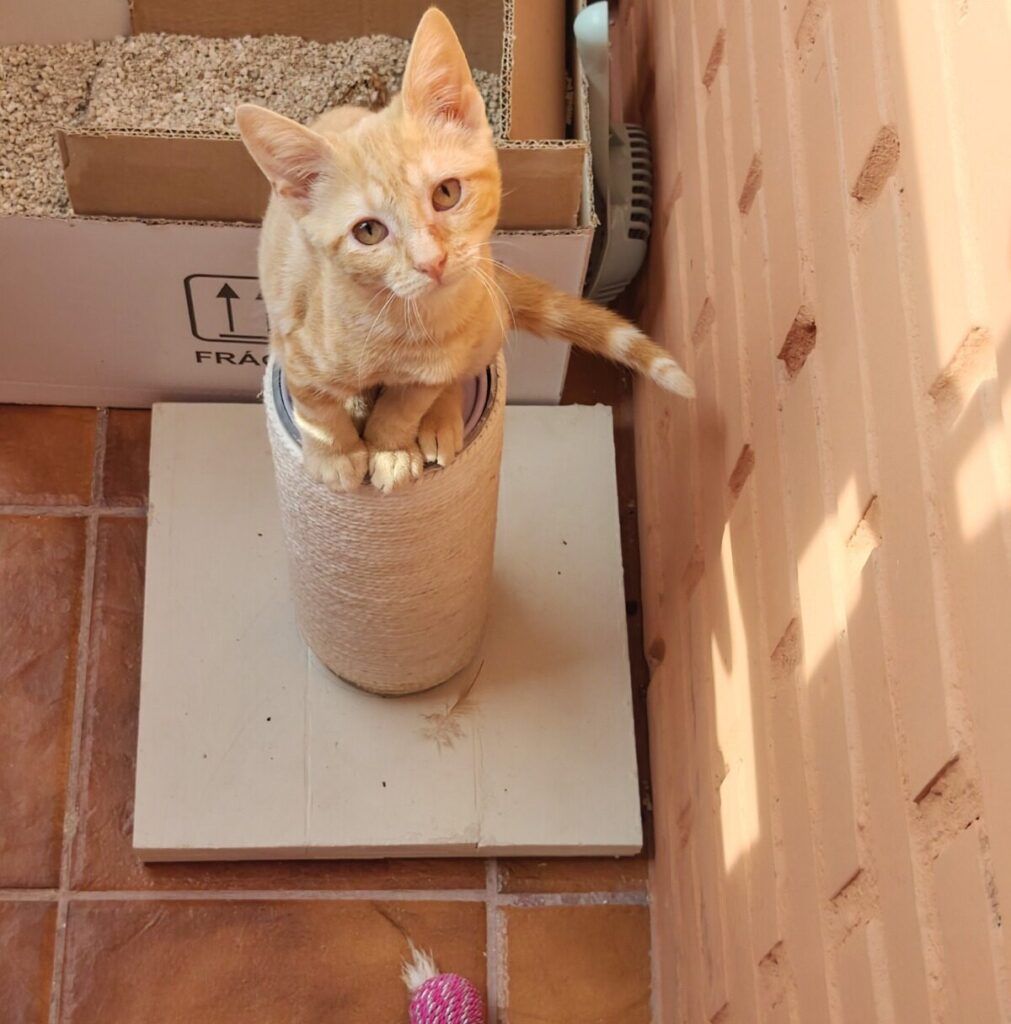 Gato Europeo Común en adopción: Dorita