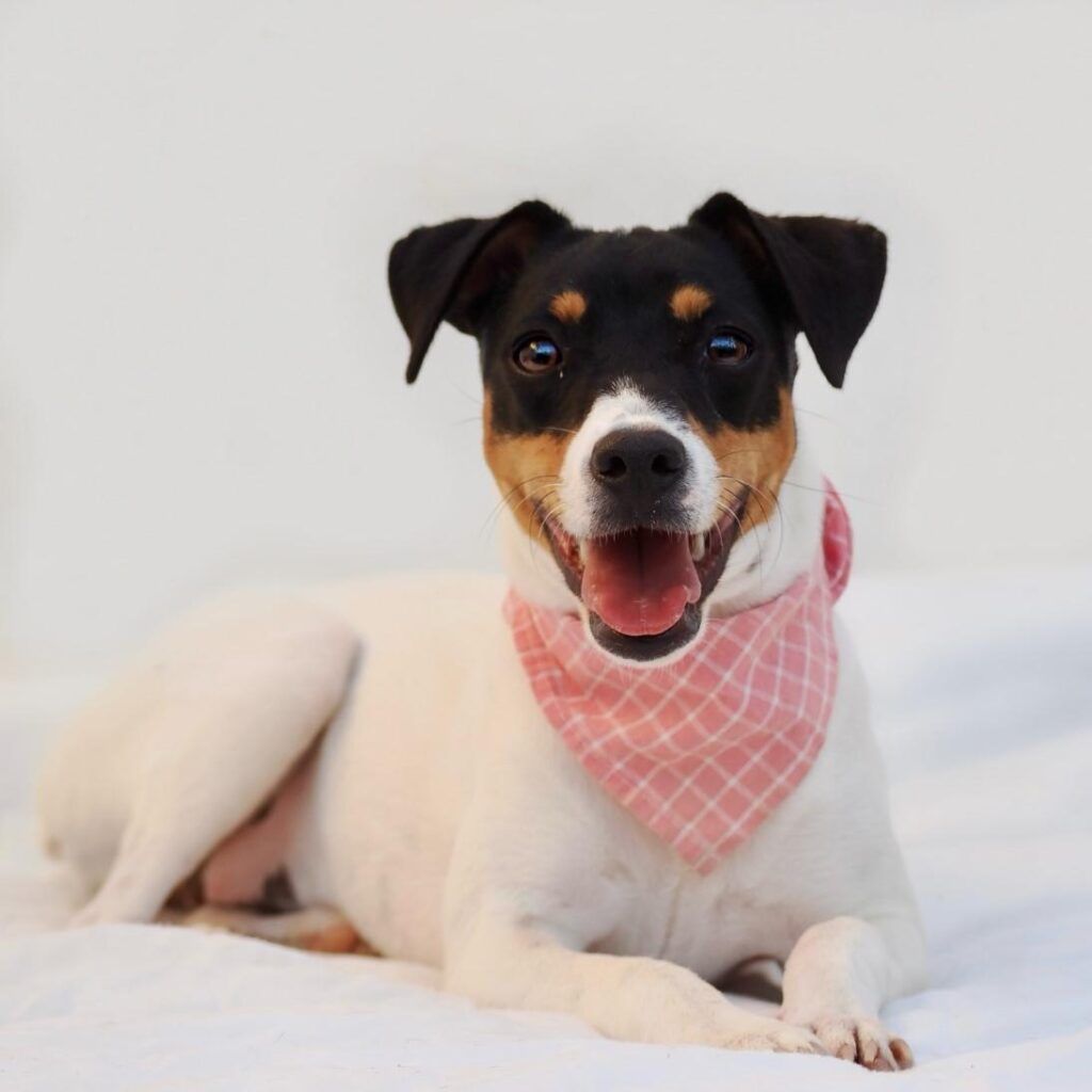 Perro Bodeguero en adopción: Dulce