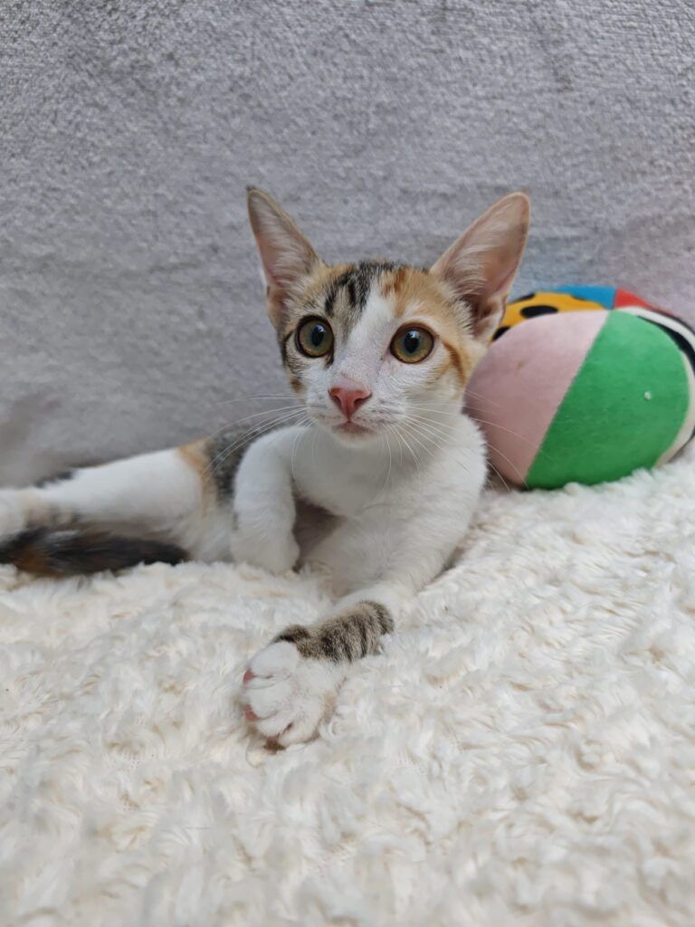 Gato Común Europeo en adopción: Zoe